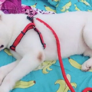 bộ dây dắt vòng cổ cho chó mèo