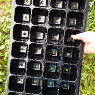 10 Khay Ươm Cây Giống 32 Lỗ