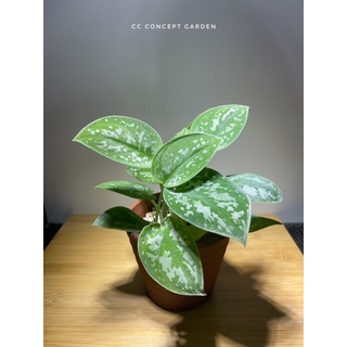 Trầu Bà | Scindapsus argyraeus