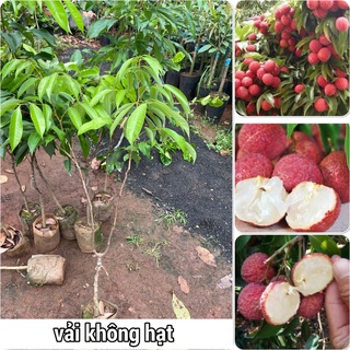 Cây giống Vải không hạt SIÊU TRÁI. [ Bầu to, cho trái sớm, cây đẹp ].