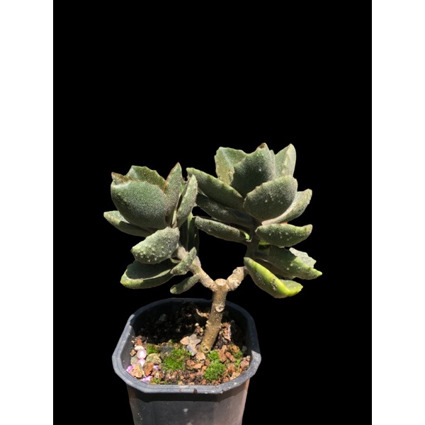 SEN ĐÁ NHUNG CÓC Kalanchoe beharensis Fang