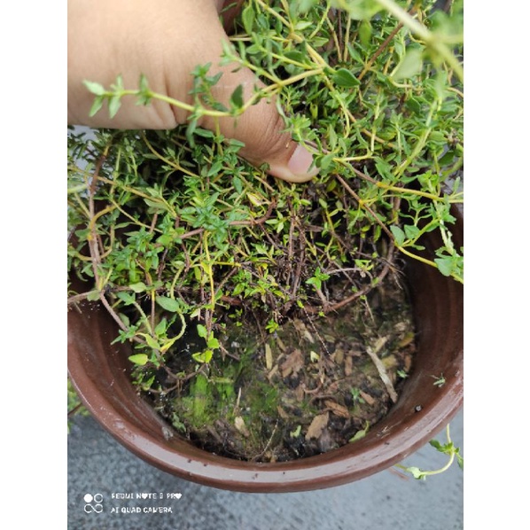 thyme ( xạ hương)