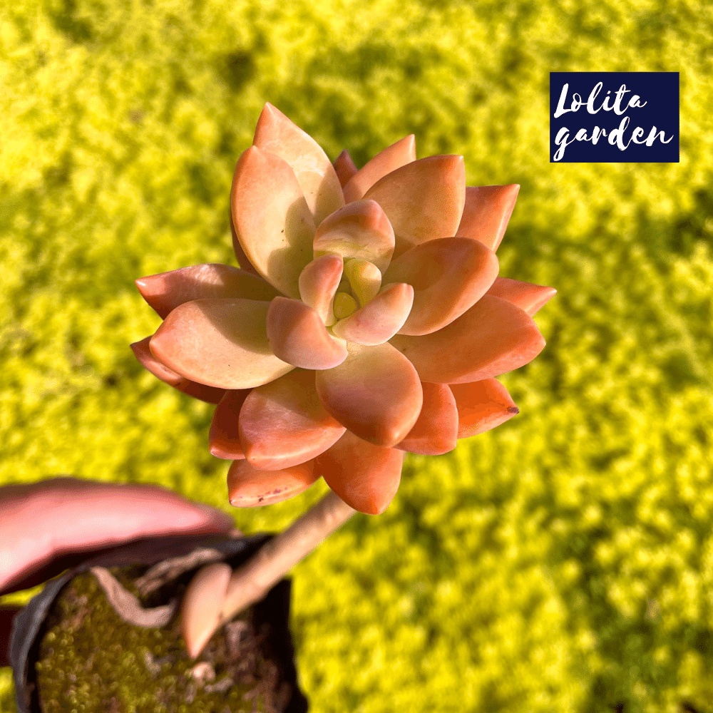 Sen đá đá đỏ cổ thụ Đà Lạt size bé cây cảnh trang trí nhà cửa Lolita garden