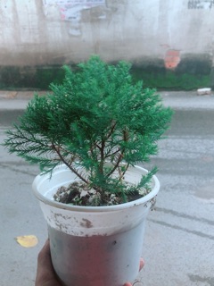 Tùng Bồng Lai