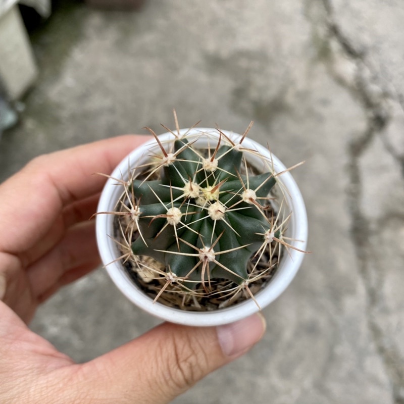 XƯƠNG RỒNG LƯỠI QUỶ ♥️