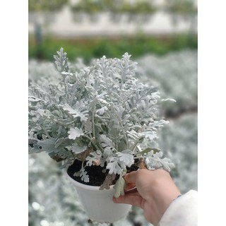 100 Hạt Giống Cúc Lá Bạc Cây Ren Bạc - HÀNG CÔNG TY