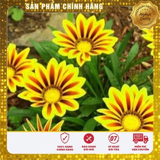 COMBO 5 gói hạt giống hoa cúc huân chương TẶNG 1 cúc sao nhái