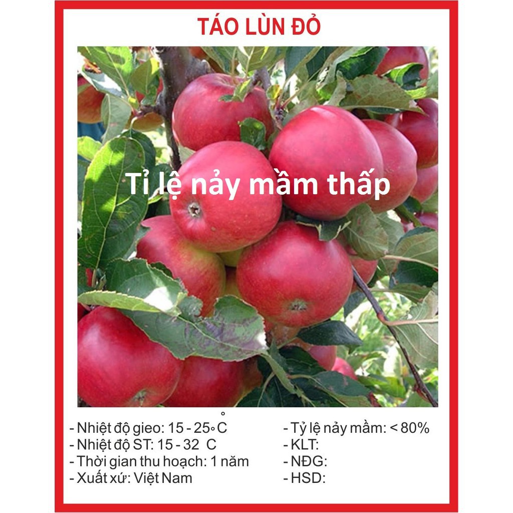 ( BOK GARDEN ) HẠT GIỐNG CÂY TÁO LÙN ĐỎ 5 HẠT