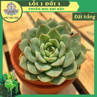 Sen đá đất trắng size bầu gác mái sen - sen đá thuần khí hậu siêu khỏe siêu đẹp