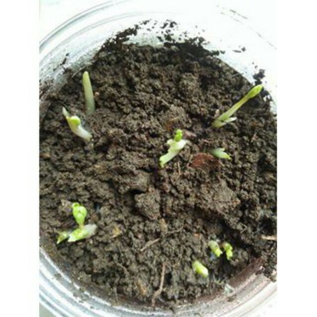 10 hạt hoa hồng mao lương - HỒNG RI BA TƯ