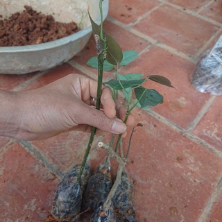 Cây giống Rau Bò Khai Ngọn Tím