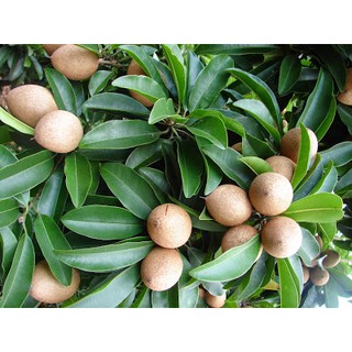Cây sapoche/ lồng mứt- Cây chiết ổn định, nhanh trái- Hoa kiểng THfarm- Cây chuẩn giống