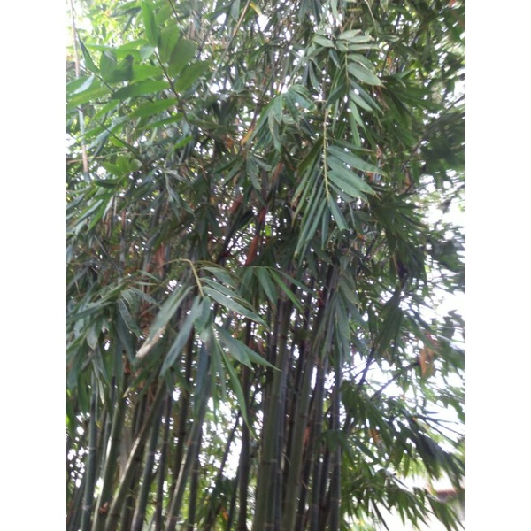 60 lá tre tươi loại to để gói bánh