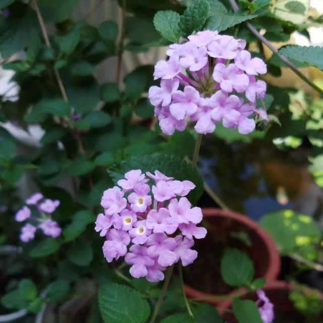 Cây Trâm Ổi (Hoa ngũ sắc)