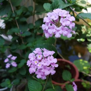 Cây Trâm Ổi (Hoa ngũ sắc)