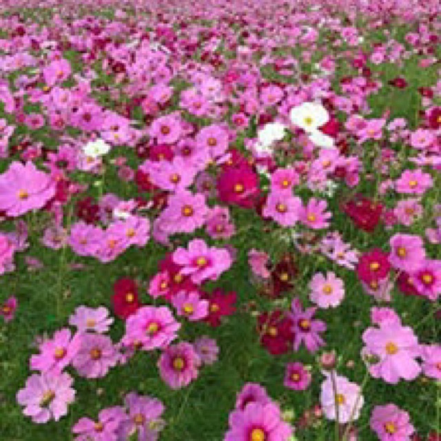 50 hạt hoa sao nhái