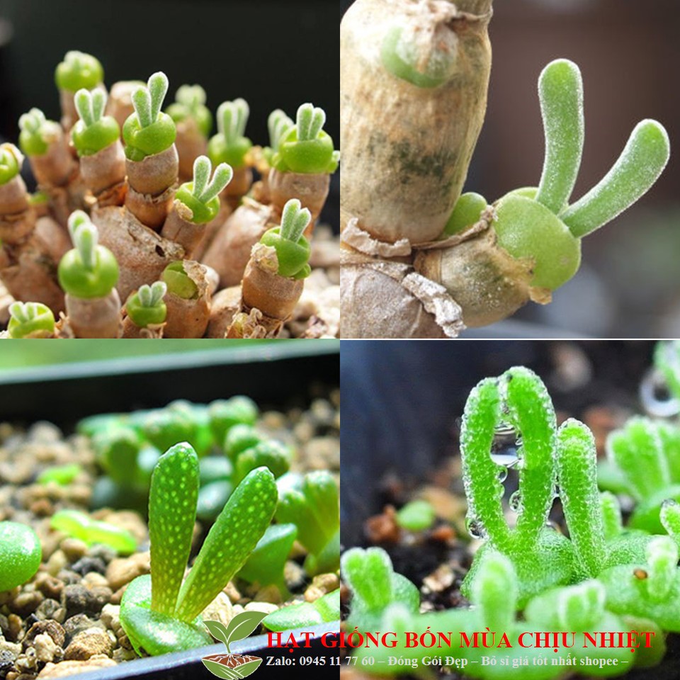 Hạt giống Xương rồng tai thỏ 20 hạt ĐẾN MÙA TRỒNG TẾT luckyseed hạt siêu rẻ