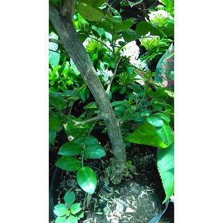 Cây Nguyệt Quế sắp cho hoa