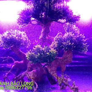 Cây lũa bonsai trang trí bể cá size S (Cá cảnh Bảo Long)