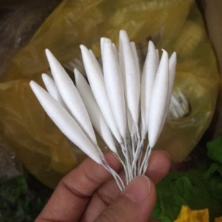 Nụ gòn dài 3 size