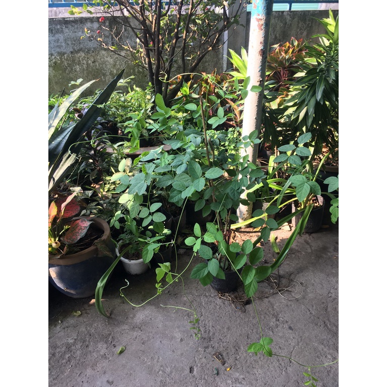 Cây đậu biếc