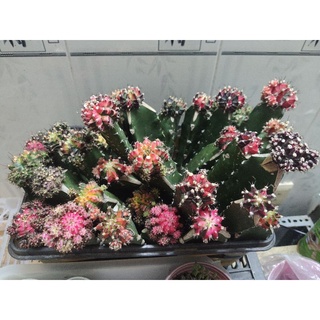 Xương rồng lem BRtháp , sp độc đáo cho dân sưu tầm các loại xương rồng màu