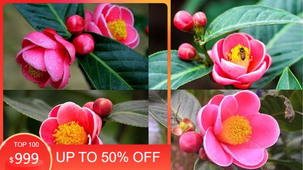Hoa hải đường giống (hoa hồng cánh sen)- cây giống gửi nguyên bầu