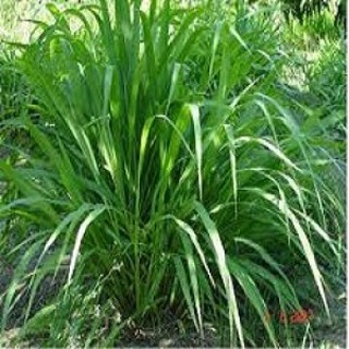 Hạt giống cỏ Mombasa ghine - cỏ sả lá lớn - cỏ chăn nuôi ( 100g)