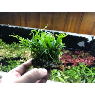 Dương xỉ sừng hươu thuỷ sinh