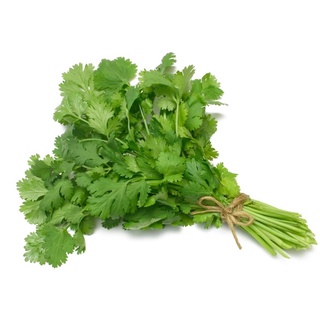20gr hạt giống ngò rí