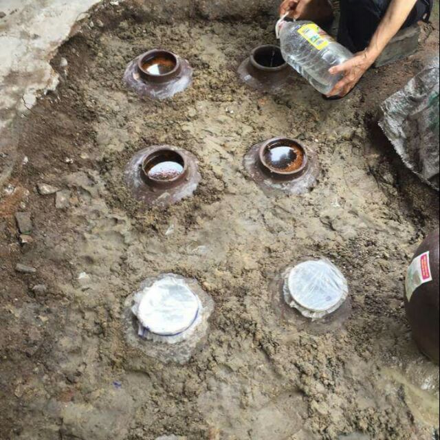 Cốt gừng nghệ hạ thổ