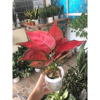 Vạn lộc lá đỏ thuỷ sinh