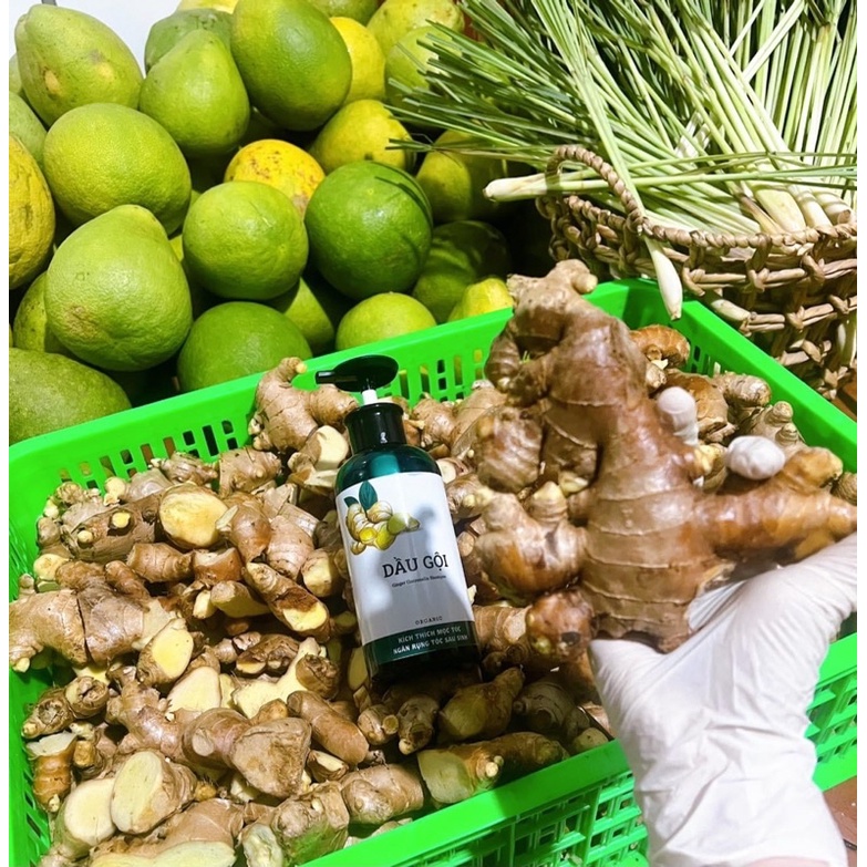 Dầu gội GỪNG SẢ TƯƠI sạch Dầu bết, Ngăn Rụng, Dầy tóc, lâu dơ, Tơi  phồng, tốt cho phụ nữ sau sinh