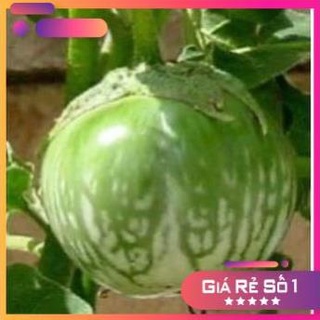 Hạt giống cà dĩa năng suất cao, 1 gói 1gr