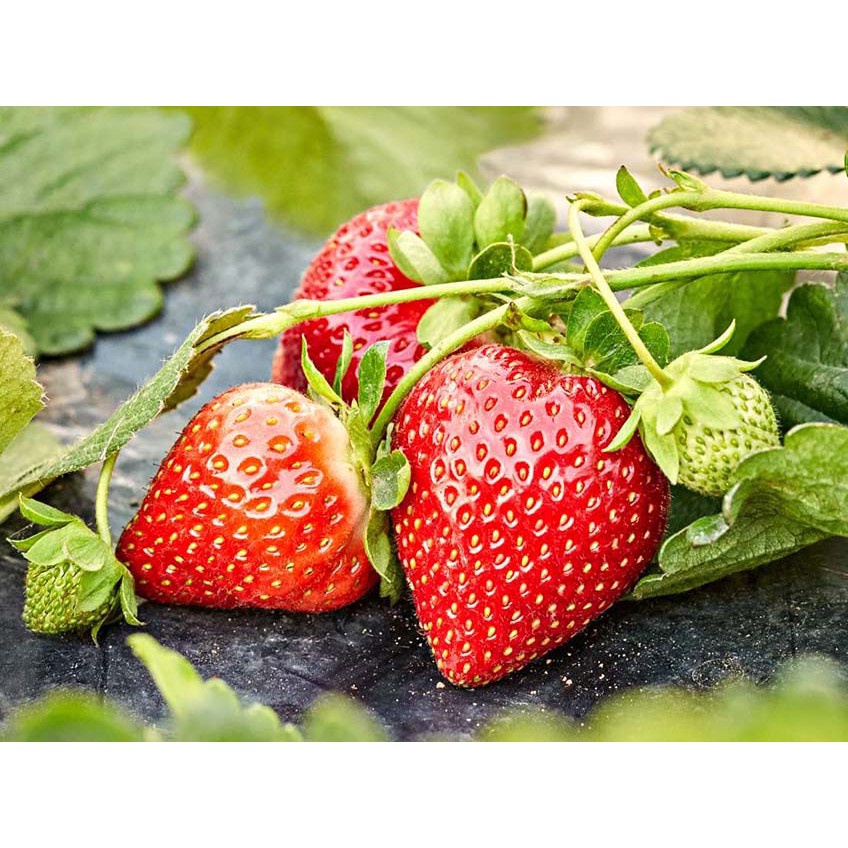 Hạt giống dâu tây F1 Loại chịu nhiệt dễ trồng năng suất cao kháng sâu bệnh ( 50gr ,100gr,200gr )