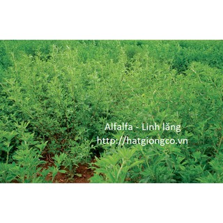 Hạt giống cỏ Alfalfa