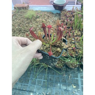 cây hố bẫy sarracenia