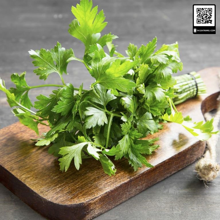 Hạt giống ngò tây
