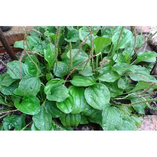 HẠT RAU MÃ ĐỀ - GÓI 2 GRAM