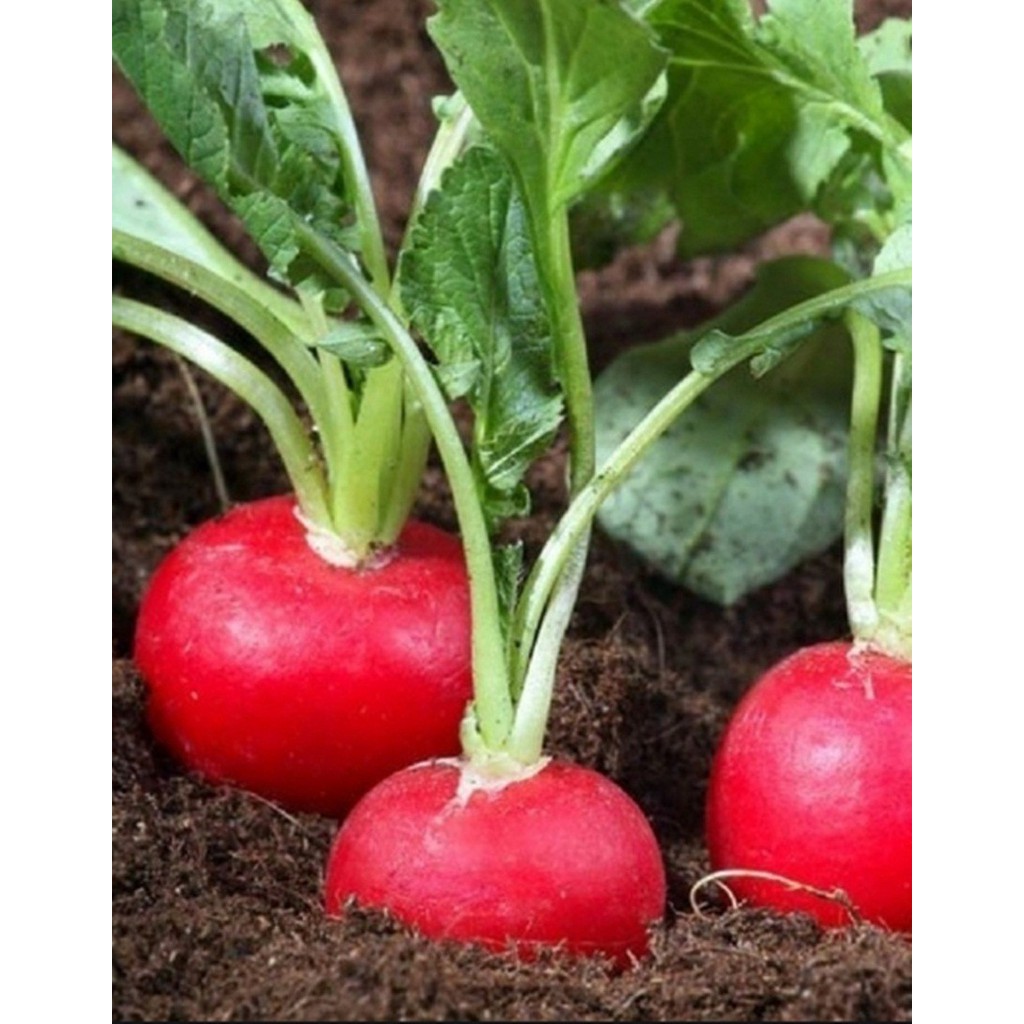 HẠT GIỐNG CỦ CẢI ĐỎ TRÒN F1 - GÓI 1 GRAM