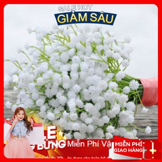 Hạt Giống Hoa Baby Trắng-100 Hat / Gói