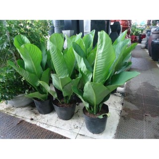 Cây đại phú giá mang tài lộc