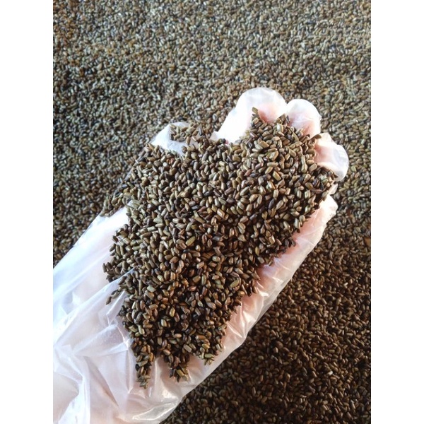 (Kho Sỉ] Hạt muồng/thảo quyết minh sáng mắt ngủ ngon (chưa rang)