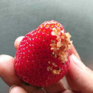 Muối ô mai- xí muội Đà Lạt loại ngon nhất