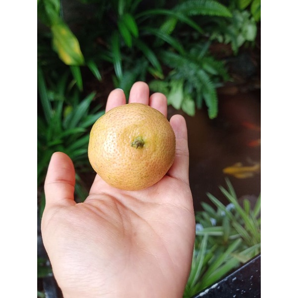 CHANH SẠCH CHUẨN HỮU CƠ  1KG