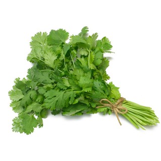(GÍA SỈ) [Gói 20g] Hạt giống Rau Ngò Rí (Rau mùi)