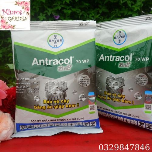 Thuốc trừ nấm Antracol 70WP trị vàng lá, thán thư, đốm đen, sương mai cho hoa hồng