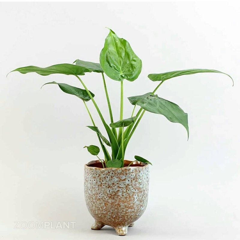 Cây Alocasia cucullata
