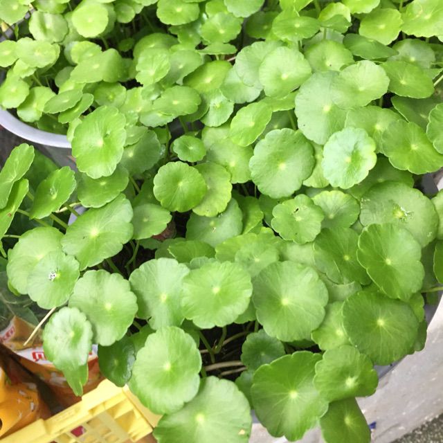 Cỏ đồng tiền