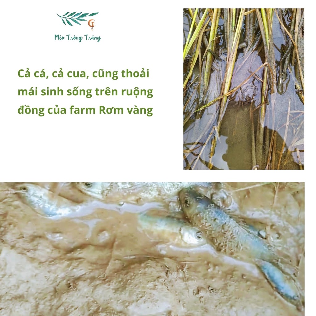 Bột gạo tẻ làm bánh THƠM RẰNG THƠM - NOOM xát dối, làm bánh, nấu cháo, bột ăn dặm chất lượng